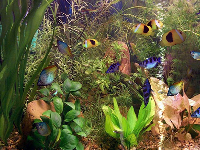 Fish Aqua 3D Screensaver