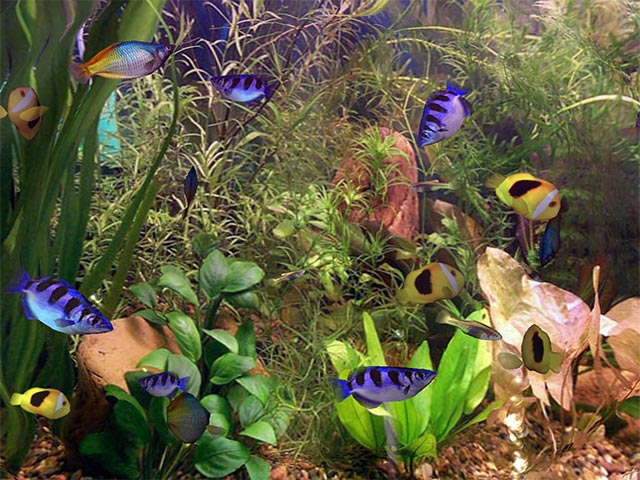 Fish Aqua 3D Screensaver