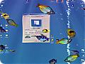Fish Aqua 3D: View larger screenshot